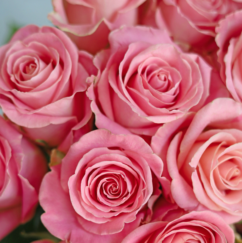 БУКЕТ 31 РОЗА HERMOSA БУКЕТ 31 РОЗА HERMOSA