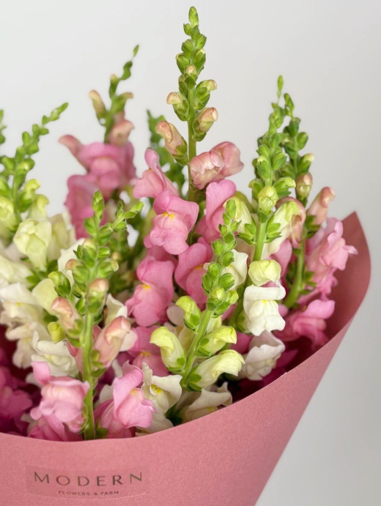 БУКЕТ С ЛЬВИНЫМ ЗЕВОМ