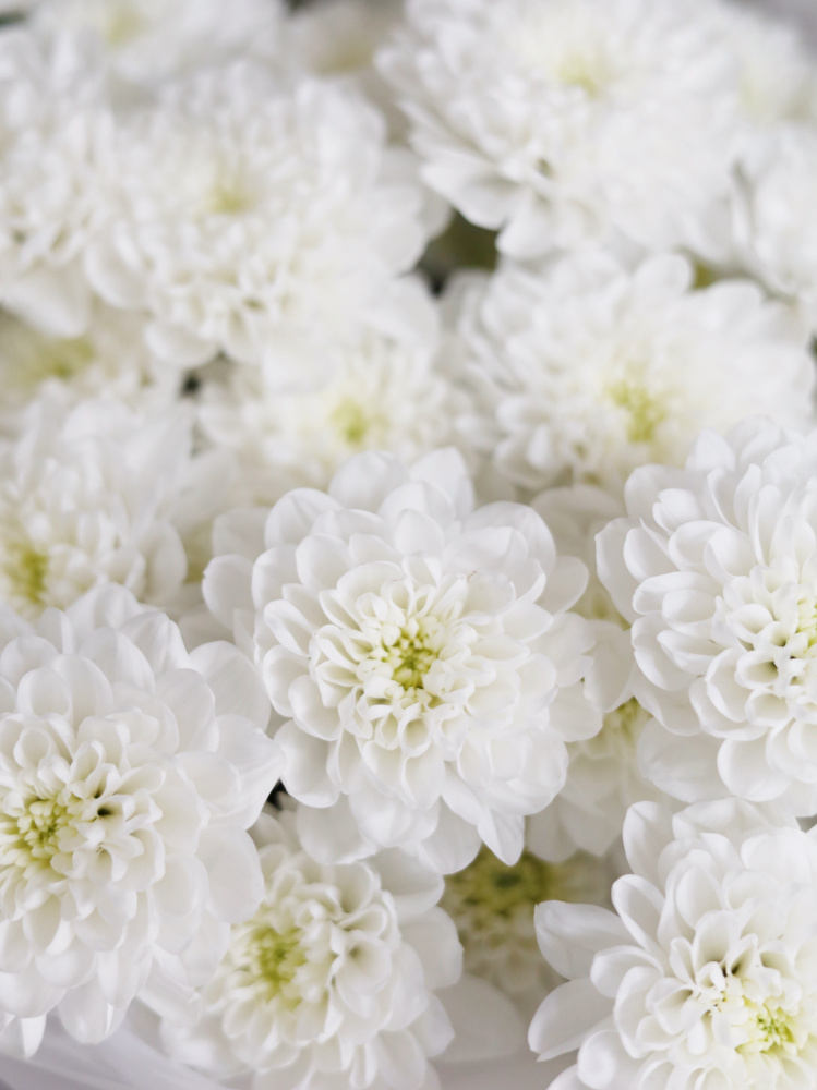 БУКЕТ С БЕЛОЙ ХРИЗАНТЕМОЙ БУКЕТ С БЕЛОЙ ХРИЗАНТЕМОЙ